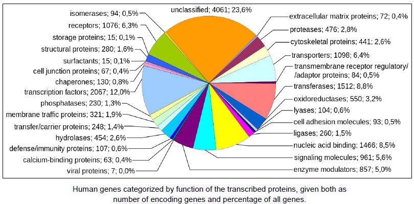 Human Genome